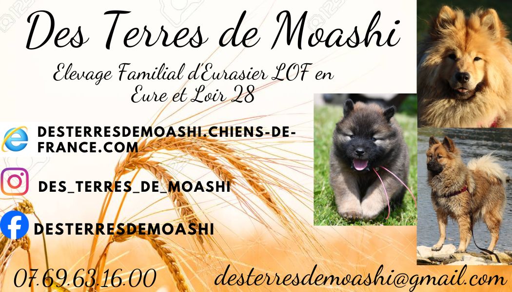 Des Terres De Moashi