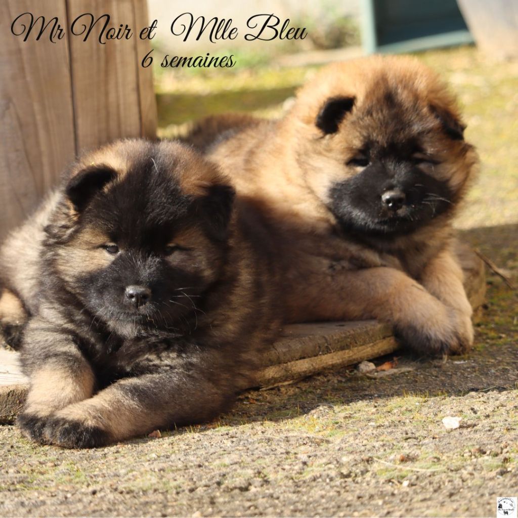 chiot Eurasier Des Terres De Moashi