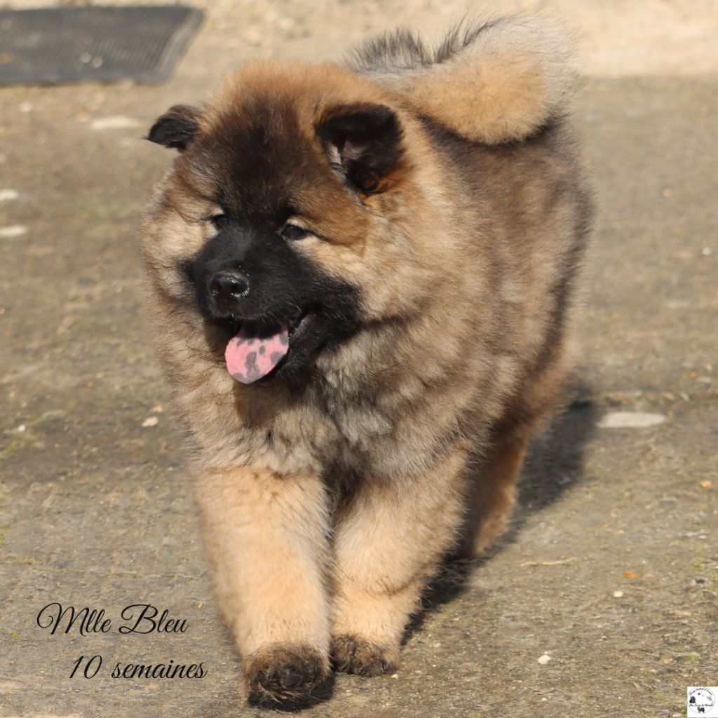 Des Terres De Moashi - Chiot disponible  - Eurasier