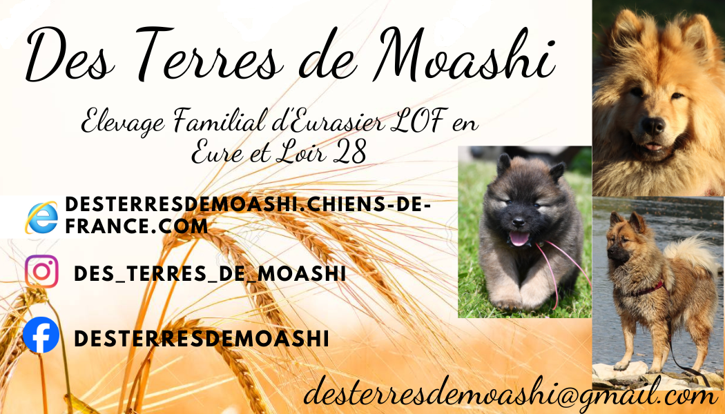 Des Terres De Moashi
