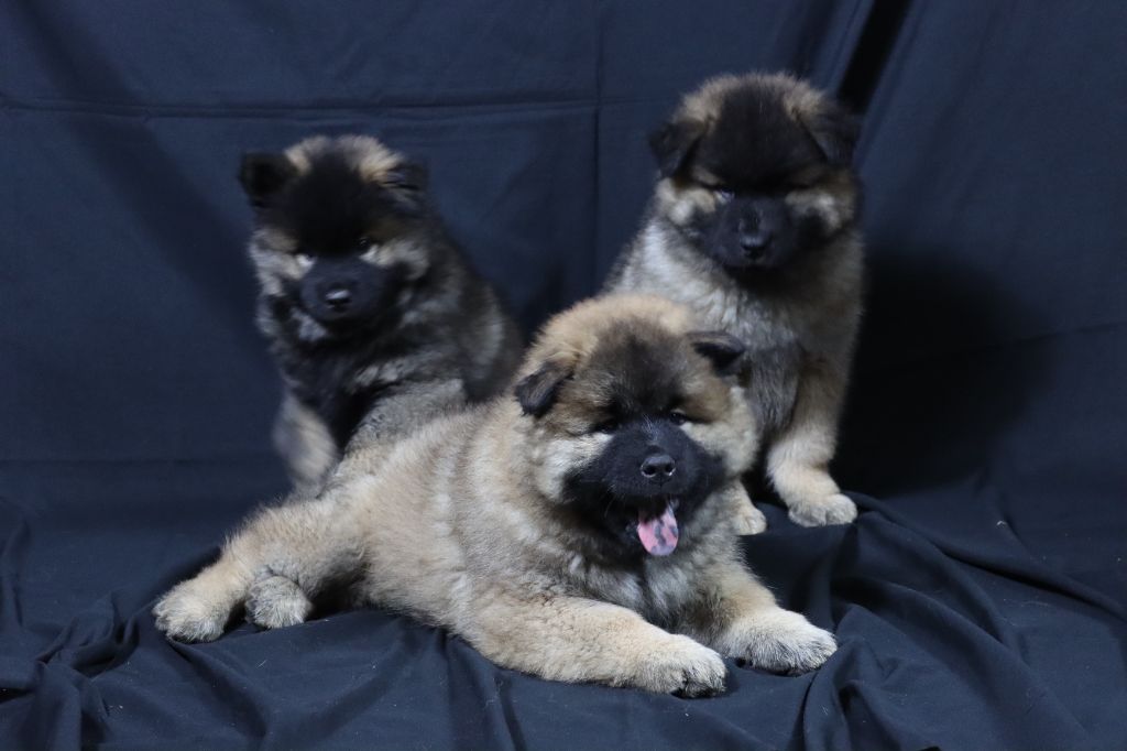 Des Terres De Moashi - Eurasier - Portée née le 29/11/2024